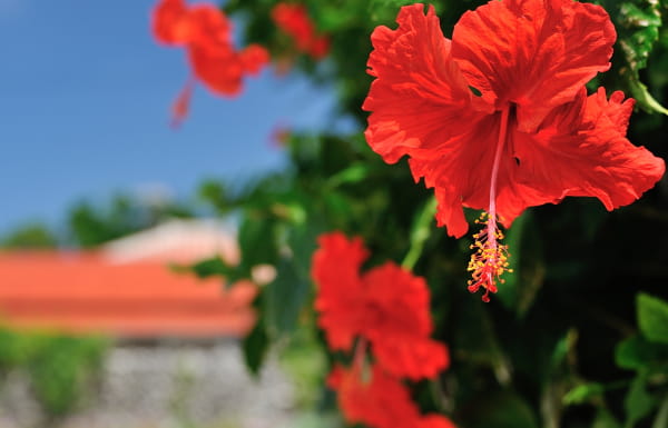 継続で見える民謡の神髄